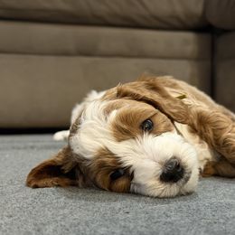 Dug - Apricot male Goldendoodle puppy in Coeur D’alene, Idaho from Griffitts Doodles
