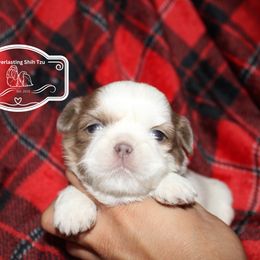 Zana - Lilac female Shih Tzu puppy in Suwanee County, Florida from Everlasting Shih Tzu