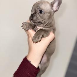 French Bulldog and Goldendoodle Puppies from Haus of Pawz
