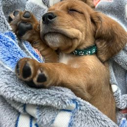 Basset Hound Puppies from Iron Sentry Farms