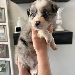 Guinness - Blue merle female Australian Shepherd puppy in Weeki Wachee, Florida from Ace of Spades Australian Shepherds