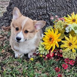 Male 1 (Teddy) - Red male Pembroke Welsh Corgi puppy in Allen, Texas from Whitecreek Corgis