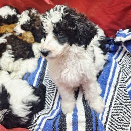 Berlin-black phantom parti - Phantom male Poodle puppy in Cypress Inn, Tennessee from Nine Pines Poodles