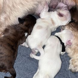 Companion Crosses, Lhasa Apsos, and Shih Tzus from The Ruff Life Tribe