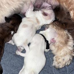 Companion Crosses, Lhasa Apsos, and Shih Tzus from The Ruff Life Tribe