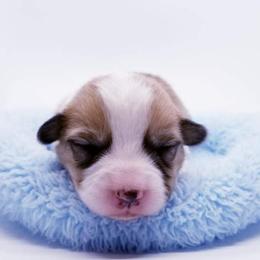 American Corgi and Pembroke Welsh Corgi Puppies from Whimsical Treasure Corgis