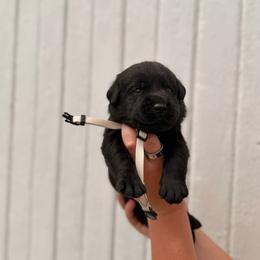 White - Black male Labrador Retriever puppy in At Henry, Ohio from Hickory Creek Labs