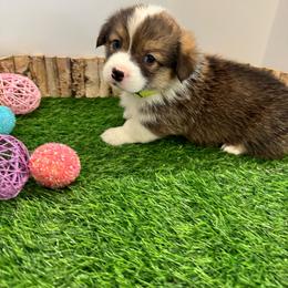 Sunny - Sable female Pembroke Welsh Corgi puppy in Millsap, Texas from Punchy Pembroke Ranch