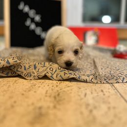 Cockapoo Puppies from Country J Canines
