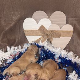 Golden retriever female - Golden female Golden Retriever puppy in Monticello, Iowa from Ashley’s Puppies