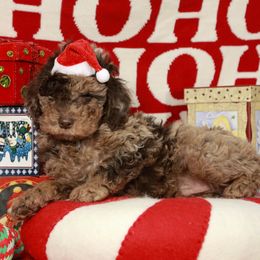 Chocolate merle boy - Merle male Labradoodle puppy in Colonial Beach, Virginia from Bristol Mine Kennels