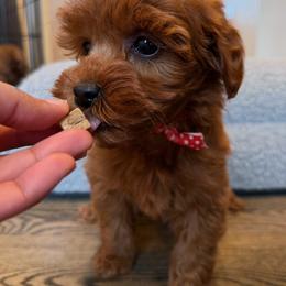 Charlotte - Red  female Goldendoodle puppy in South Jordan, Utah from Wasatch Pup