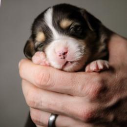 Luke - Black and tan male Pembroke Welsh Corgi puppy in South Otselic, New York from Ridge Top Corgis