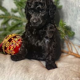 Yellow - Poodle puppy in Louisville, Kentucky from Borealis Poodles