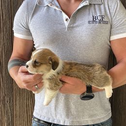 Tulip - Male 2 - Red male Pembroke Welsh Corgi puppy in Jefferson, South Carolina from Blue Creek Farms