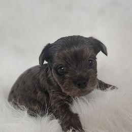 Neptune - Parti male Yorkshire Terrier puppy in Hamilton, Ohio from Purebred Yorkies of Ohio