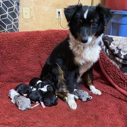 Miniature Australian Shepherds from Country Oaks Mini Aussies