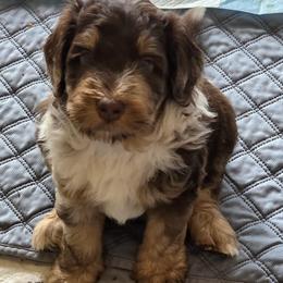 Hazel - Tri-color female Bernedoodle puppy in Malden, Illinois from Doting Doodles