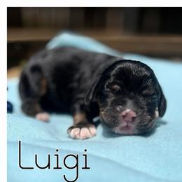 Luigi - Sable male Cocker Spaniel puppy in Clinton, Oklahoma from Enchanted Spaniels