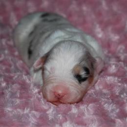 Whisper - Blue merle female Australian Shepherd puppy in Alma, Georgia from Epiphany Australian Shepherds