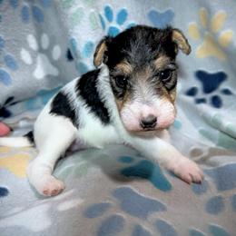First-Born Girl - White black and tan female Wire Fox Terrier puppy in Ennis, Texas from Syrayed Farm