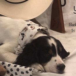 English Springer Spaniel Puppies from River’s Edge ~ English Springer Spaniels