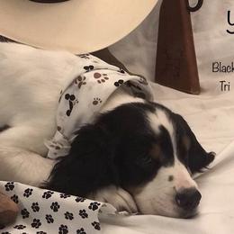 English Springer Spaniel Puppies from River’s Edge ~ English Springer Spaniels