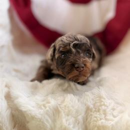 Sprinkles - Brown female Poodle puppy in Somerset, Kentucky from Hilltop Doodles KY LLC