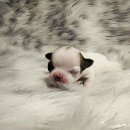 Chihuahua and Labrador Retriever Puppies from Gold Country Chihuahuas