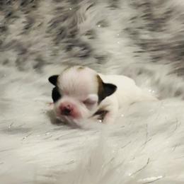 Chihuahua and Labrador Retriever Puppies from Gold Country Chihuahuas