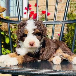 Bernedoodle puppies from FDF Pyredoodles & Bernedoodles