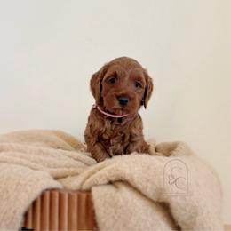 1st pick - Petite Female - Red  female Goldendoodle puppy in Madisonville, Kentucky from Carlie and Co. Goldendoodles
