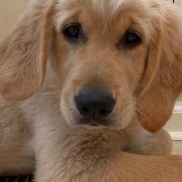 "Goldendoodle born 2/6/2020" Golden Retriever, Goldendoodle, and Sheepadoodle Puppies from Guppy Puppies