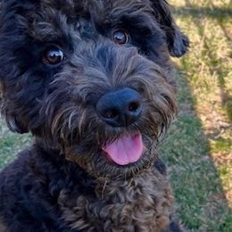 Bordoodle and Poodle All Grown Up from Poo's Doo's & Inu's