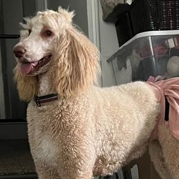 Maltese, Poodles, and Yorkshire Terriers from YorkiesPawsLife