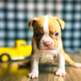 Boston Terrier Puppies from Buster’s Boston Babes