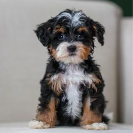 Pebbles - Tri-color female Bernedoodle puppy in Dundee, Ohio from Down Home Doodle
