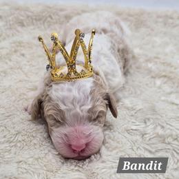 Bandit - Red male Bernedoodle puppy in Neillsville, Wisconsin from Granton Creek