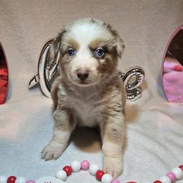 Clara - Red merle female Australian Shepherd puppy in Peach Bottom, Pennsylvania from Arcadia Australian Shepherds