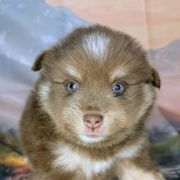 Mocha - 1600 - Chocolate male Pomsky puppy in Spring Hill, Florida from www.PuppyTimeEmporium.com