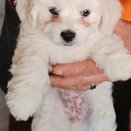 Havanese from My Texas Havanese Puppies