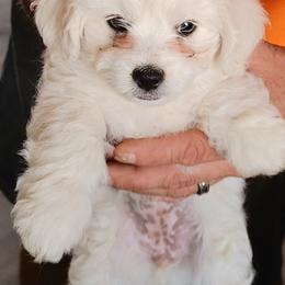 Havanese from My Texas Havanese Puppies