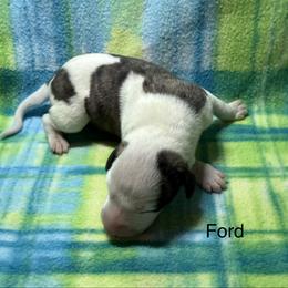 Ford - White and fawn brindle male Whippet puppy in Plainfield, Indiana from Rose Acre Whippets
