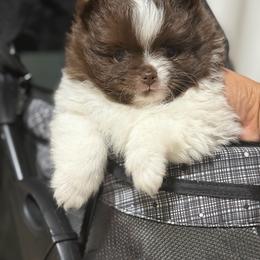 Chocolate parti girl - Chocolate parti female Pomeranian puppy in Sunnyside, Washington from The Pom farm