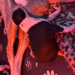Jersey - Black female Whippet puppy in Katy, Texas from Texas Diamond Whippets