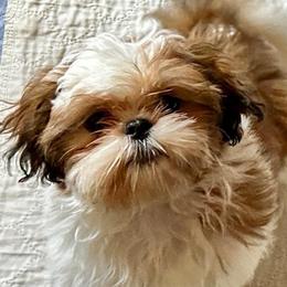 Cookie - Sable and white female Shih Tzu puppy in Victorville, California from Precioustzus