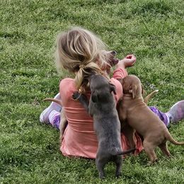 Blue Lacy Puppies from Red River Blue Lacys