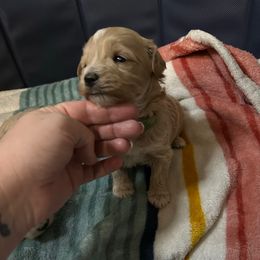 Boy 2 - Apricot male Maltipoo puppy in Clover, South Carolina from Cudi’s Buddies