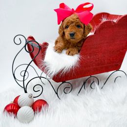 Elsa - Red  female Goldendoodle puppy in North Carolina from NC Doodle Puppies