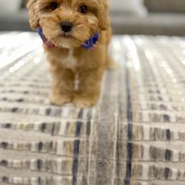 Dime - Red male Australian Labradoodle puppy in Calhoun, Louisiana from Arrowhead Australian Labradoodles